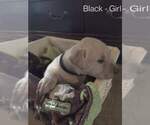 Small Photo #5 Labrador Retriever Puppy For Sale in COLORADO SPRINGS, CO, USA