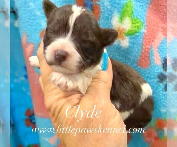 Medium Photo #2 Poodle (Toy)-Schnoodle (Miniature) Mix Puppy For Sale in WINNSBORO, LA, USA
