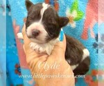 Small #1 Poodle (Toy)-Schnoodle (Miniature) Mix