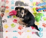 Small #9 Morkie