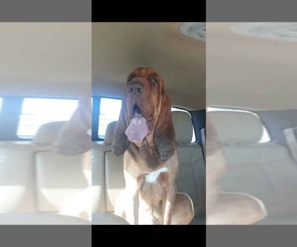 Medium Photo #1 Bloodhound Puppy For Sale in ALBUQUERQUE, NM, USA