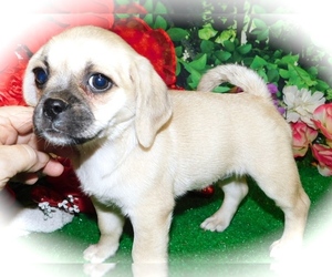 Puggle Puppy for sale in HAMMOND, IN, USA