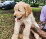 Small #5 Goldendoodle