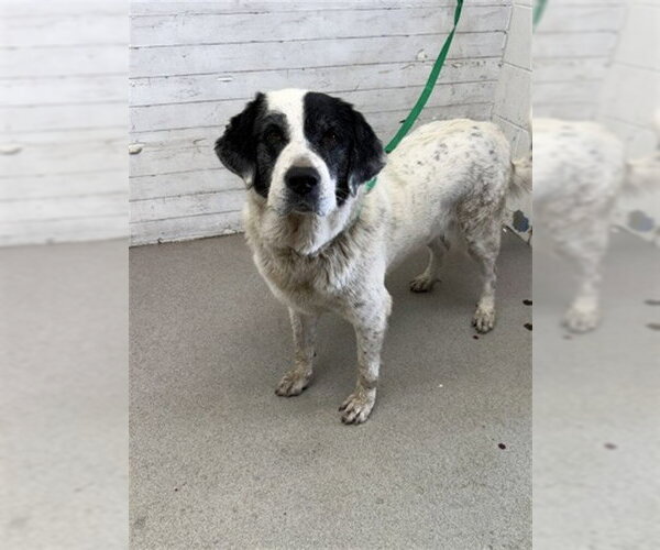 Medium Photo #1 Great Pyrenees-Unknown Mix Puppy For Sale in San Bernardino, CA, USA