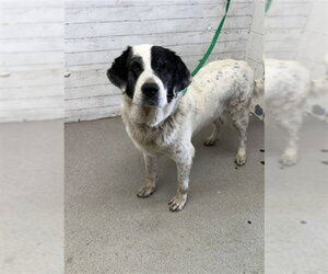 Great Pyrenees-Unknown Mix Dogs for adoption in San Bernardino, CA, USA
