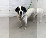 Small Great Pyrenees Mix