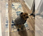 Small #3 Boxer Mix