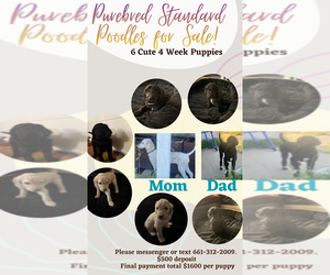 Poodle (Standard) Puppy for sale in SACRAMENTO, CA, USA