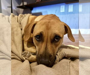 Mutt Dogs for adoption in Jefferson, NJ, USA