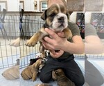 Small Photo #4 Bulldog Puppy For Sale in PELLA, IA, USA