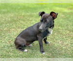 Small #1 Dachshund Mix