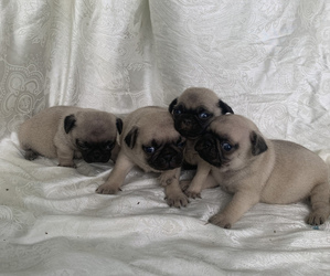 Pug Puppy for sale in EDMONTON, KY, USA