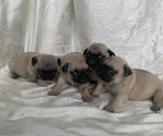 Small Photo #1 Pug Puppy For Sale in EDMONTON, KY, USA