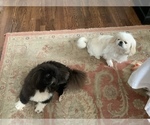 Small Photo #2 Pekingese Puppy For Sale in SMITHFIELD, NC, USA