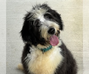 Medium Bernedoodle