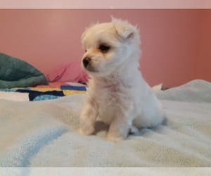 Maltipom Puppy for sale in ROCKLEDGE, FL, USA