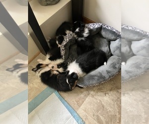 Shetland Sheepdog Litter for sale in CHESTERFIELD, VA, USA