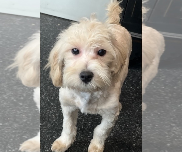 Medium Photo #15 Maltipoo Puppy For Sale in WARSAW, IN, USA