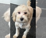 Small #7 Maltipoo