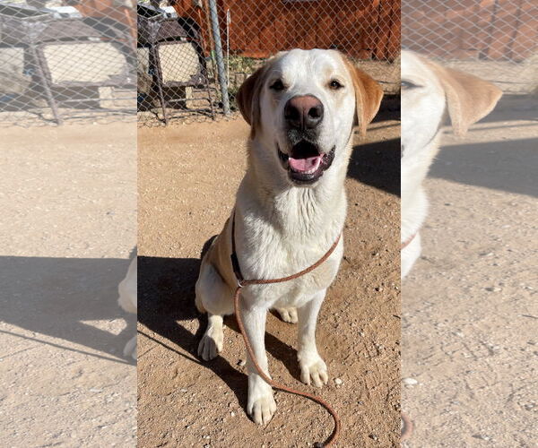 Medium Photo #7 Chesador Puppy For Sale in Apple Valley, CA, USA
