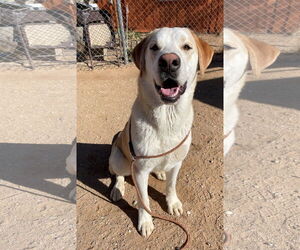 Prancer - Male Chesador Dog for Adoption - Photo #7
