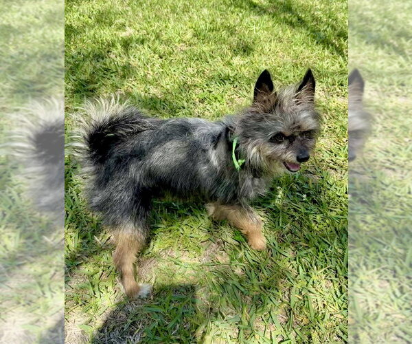 Medium Photo #2 Mutt Puppy For Sale in San Leon, TX, USA