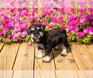 Schnauzer (Miniature) Puppy for sale in NAPPANEE, IN, USA