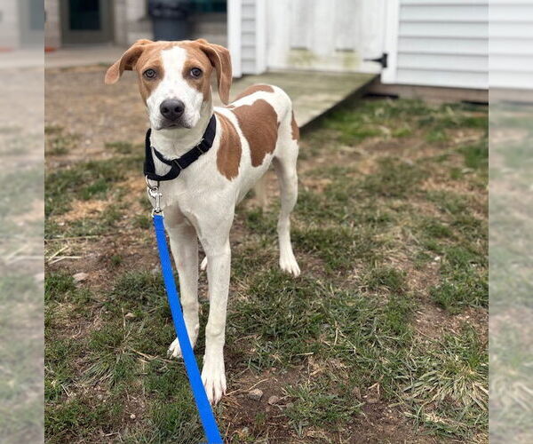 Medium Photo #1 English Coonhound-Unknown Mix Puppy For Sale in Boston, MA, USA
