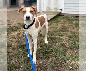 English Coonhound-Unknown Mix Dogs for adoption in Boston, MA, USA