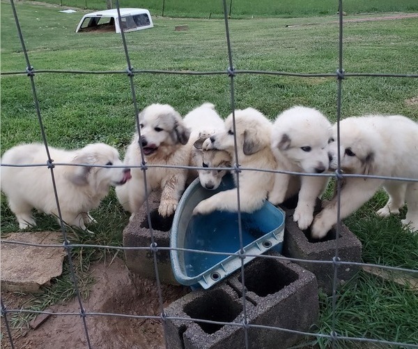 Medium Photo #2 Great Pyrenees Puppy For Sale in RUTHER GLEN, VA, USA