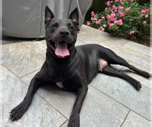Labrador Retriever-Unknown Mix Dogs for adoption in Decatur, GA, USA