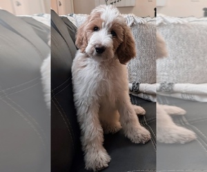 Goldendoodle-Unknown Mix Puppy for sale in NEW ORLEANS, LA, USA