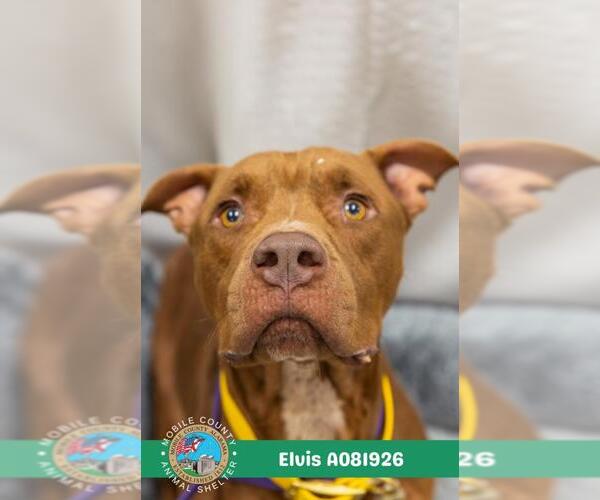 Medium Photo #2 Staffordshire Bull Terrier Puppy For Sale in Mobile, AL, USA