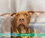 Small #1 Staffordshire Bull Terrier