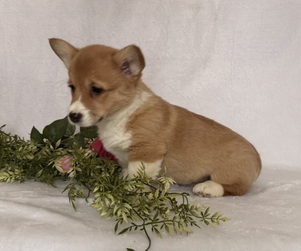 Medium Photo #2 Pembroke Welsh Corgi Puppy For Sale in STANLEY, WI, USA