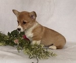 Small #1 Pembroke Welsh Corgi