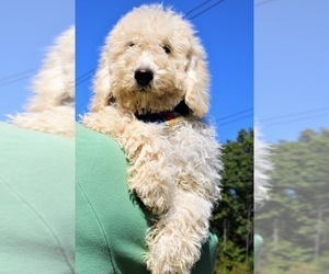 Goldendoodle Puppy for Sale in TIMBERLAKE, North Carolina USA