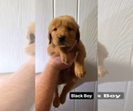 Small Photo #5 Golden Retriever Puppy For Sale in ALEXANDRIA, LA, USA