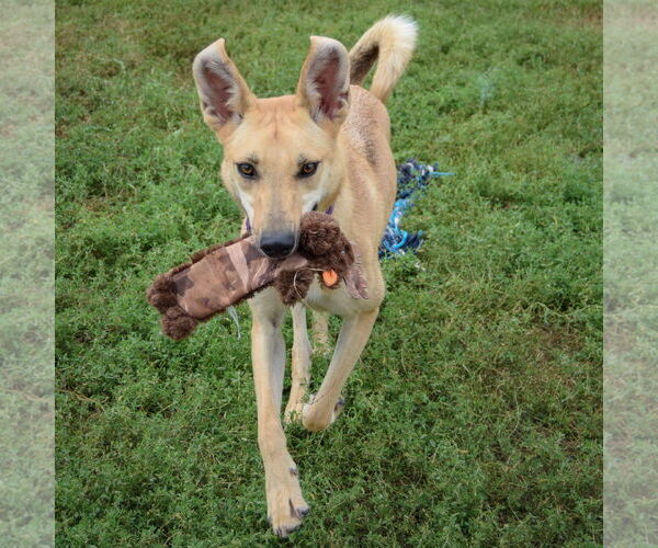 Medium Photo #6 Shiba Inu-Unknown Mix Puppy For Sale in Huntley, IL, USA