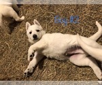 Small Photo #5 German Shepherd Dog Puppy For Sale in FOSTER, KY, USA