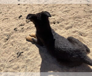 Hail - Female Shepweiller Dog for Adoption - Photo #7