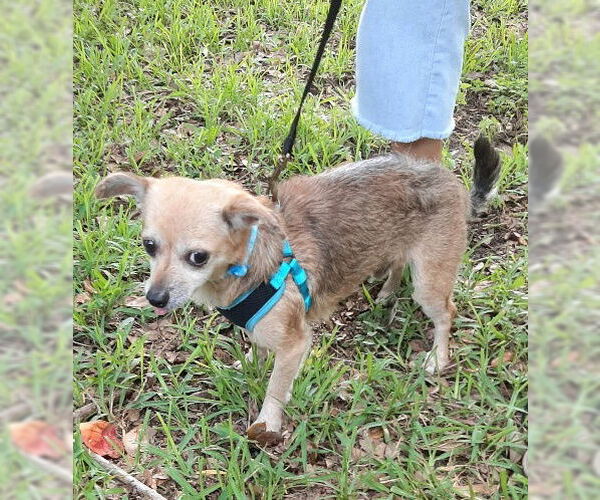 Medium Photo #6 Chiweenie Puppy For Sale in Missouri City, TX, USA