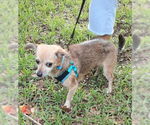 Small #5 Chiweenie