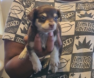 Chiranian Puppy for sale in BIRMINGHAM, AL, USA
