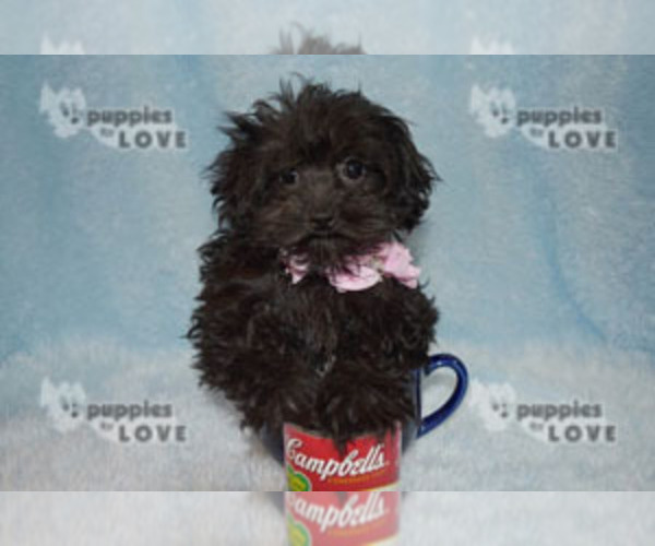 Medium Photo #15 Poodle (Toy)-Yorkshire Terrier Mix Puppy For Sale in SANGER, TX, USA