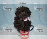Small #14 Poodle (Toy)-Yorkshire Terrier Mix