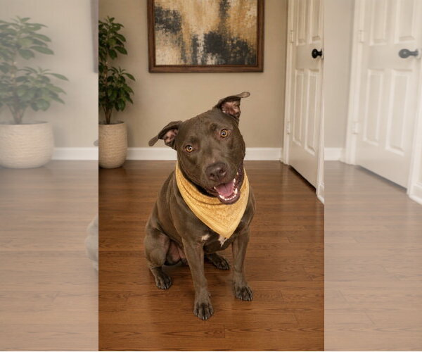 Medium Photo #2 Labrador Retriever-Unknown Mix Puppy For Sale in Euless, TX, USA