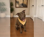 Small #1 Labrador Retriever Mix