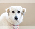 Small #8 Great Pyrenees Mix