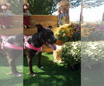 Small #12 American Pit Bull Terrier Mix